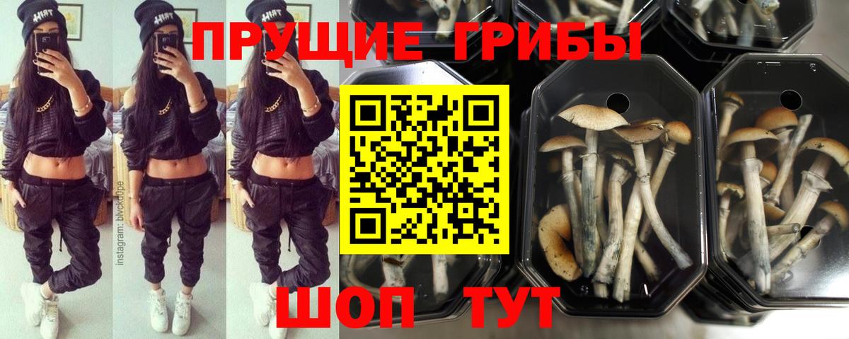 Галлюциногенные грибы Psilocybine cubensis  Вход с VPN  Туймазы 